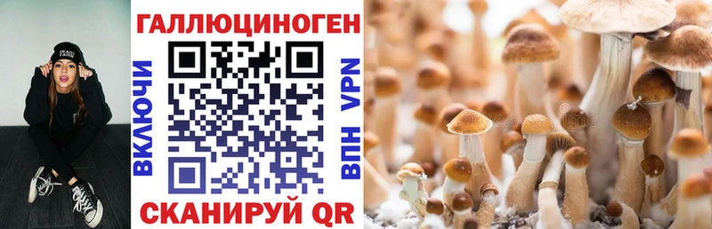 Купить закладки  Калининск  Галлюциногенные грибы Cubensis 